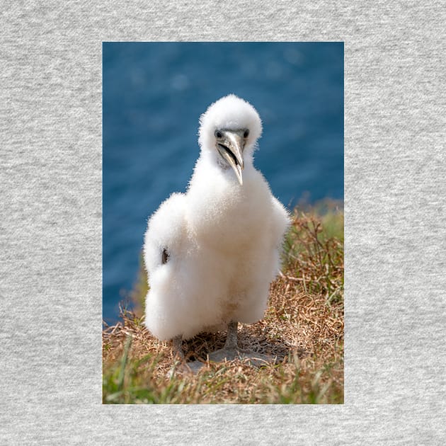 Masked Booby (A.K.A. Masked Gannet) Chick, Norfolk Island by AndrewGoodall